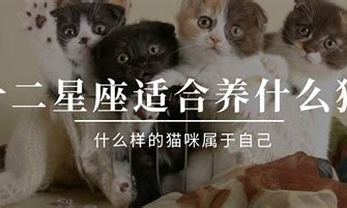 十二星座专属宠物猫图片_十二星座专属宠物